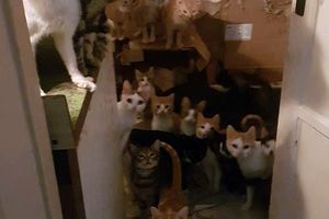 U napuštenom stanu u Puli nagurano 35 mačaka: Sve je puno izmeta i buha!