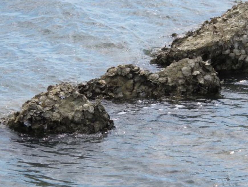 Institut za oceanografiju i ribarstvo iz Splita zajedno s GEOMAR Helmholtz Institutom za istraživanje oceana iz Kiela, Njemačka istražuje širenje invazivne vrste kamenice u Jadranu