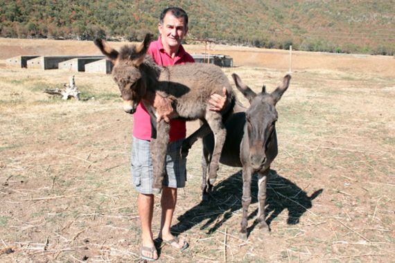 Magarci iz Liburne ipak neće na klanje: Pronađeni udomitelji diljem Hrvatske