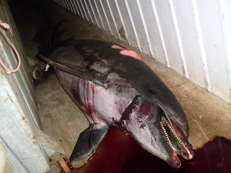 Delfin je ubijen streljivom za divlje svinje