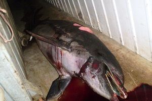 U Poreču ribari brutalno ubili delfina