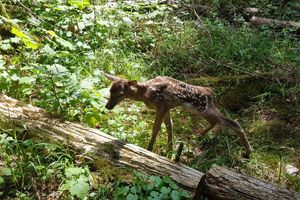 Vidjeli Bambija kod Šparožne jame: Jedva je hodao (foto)