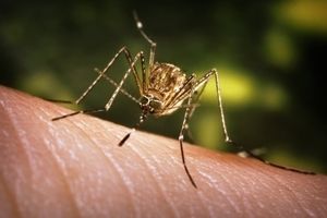 U Poreču u tijeku dezinsekcija komaraca