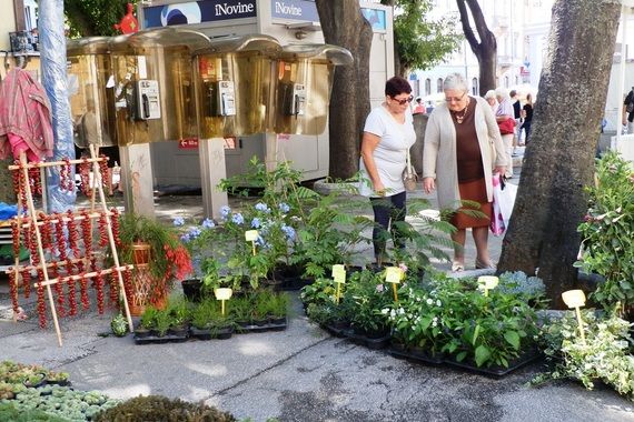 Posjetite sajam cvijeća na pulskim Giardinima i kupite marakuju, mentu s okusom jagode, afričku mimozu...