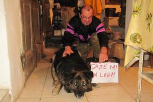 Nakon tri godine pritvora pas Medo je slobodan