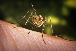 Akcija zaprašivanja komaraca na području Poreča