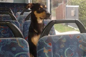 Što mislite, smijete li uzeti psa na bus istarskih prijevoznika? 
