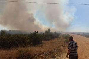 Požari u Istri: Kod Vodnjana izgorjelo 150 stabala maslina