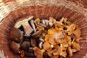 Imate li dozvolu za sakupljanje gljiva i kestena?