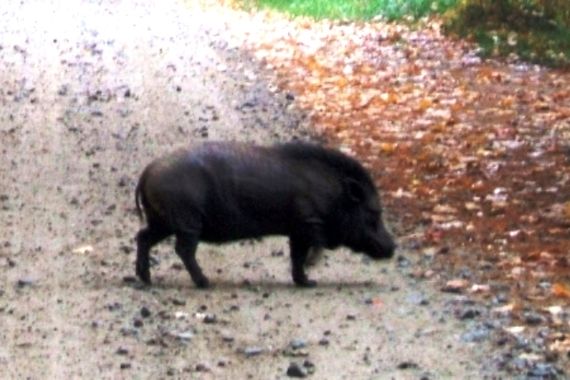 Žminjac zamkom htio uloviti vepra, pa policija ulovila njega 