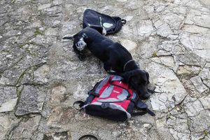 Policijski pas u Puli pronašao kilogram heroina