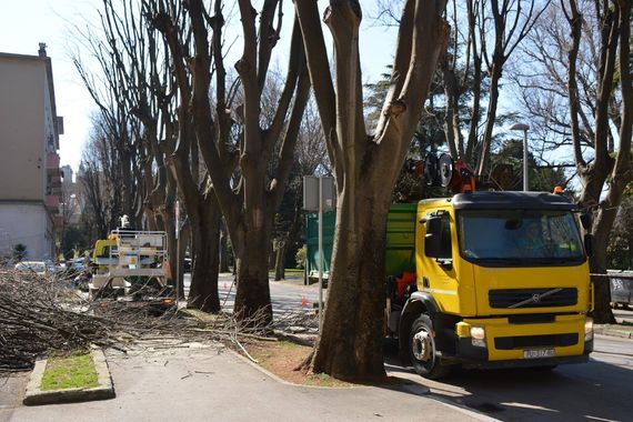 Pula: Orezane ladonje u Kolodvorskoj ulici