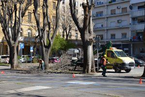 Privremena regulacija u Splitskoj ulici zbog orezivanja stabala 