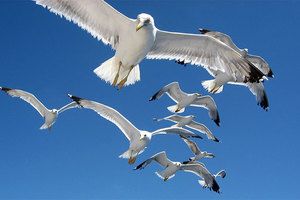 Pula pokreće kontrolu populacije galebova na svom području