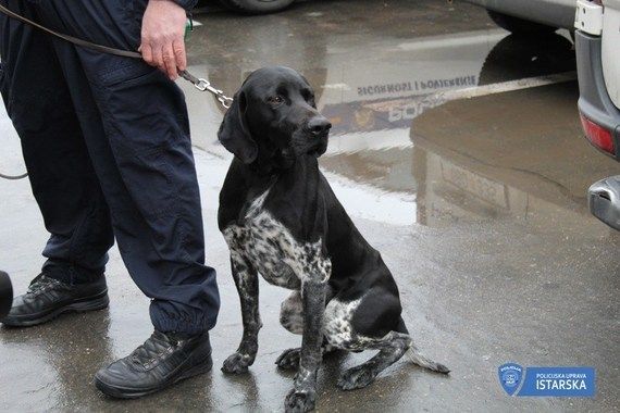 Duks nanjušio duhan i marihuanu u mobilnoj kućici u Umagu