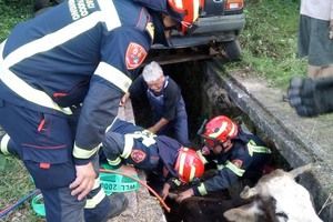 Upala u rupu za popravak auta: Vatrogasci izvukli živu kravu (foto)