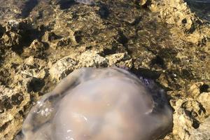 U Rapcu našli ogromnu meduzu: Evo što kaže znanstvenik!