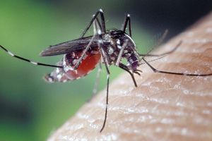 Dezinsekcija komaraca na području Poreča 