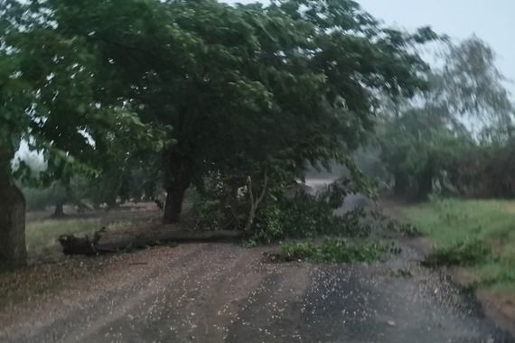 Istru zahvatilo nevrijeme: Grane su pale na cestu