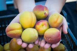 Plac od fruti u Kaldiru: Stižu prve jabuke, šljive, breskve...