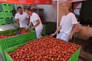 Od istarskih pomidora godišnje se proizvede gotovo 4.000 tona pasate!
