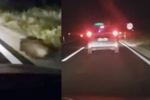 Nalet na divlju svinju na cesti kod Sošići: Pogledajte video!