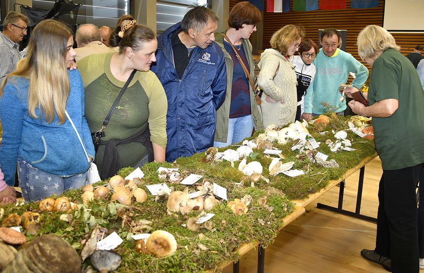 Istarska izložba gljiva u Pazinu