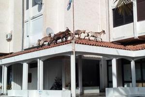 Što mislite, u kojem gradu koze mogu šetati po krovu stambene zgrade?
