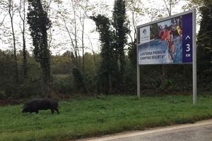 Crna svinja šeće ispod reklame: 'Provjerite kračune u štalama'
