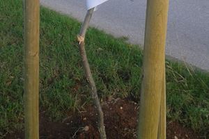 Netko je polomio sadnicu stabla i kolce za mladice u Puli