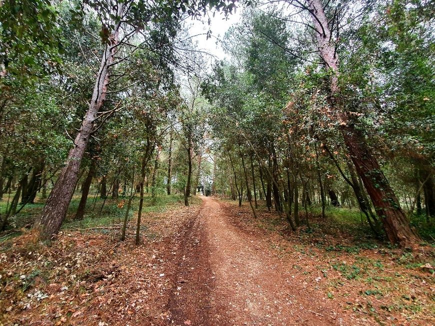 Staza kroz šumu naselja Bolnica