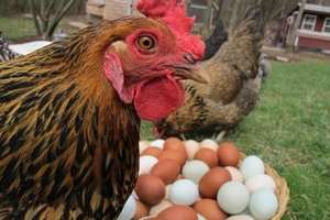 Evo koji lanac prestaje prodavati jaja kaveznog uzgoja