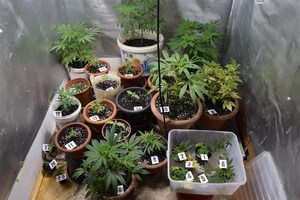 U stanu u Puli nađen laboratorij za uzgoj marihuane 