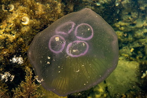 Meduza kod Galebovih stijena bezopasna za rijetke kupače