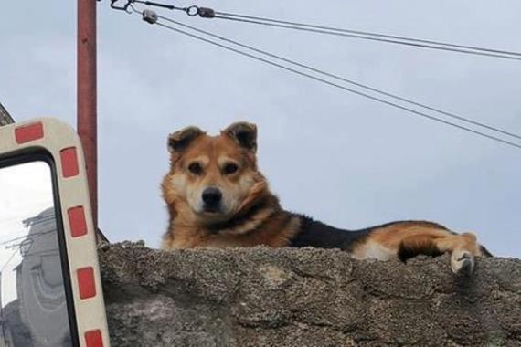 Na Facebooku svi složni: Hitno pronaći monstrume koji su ubili Miška!