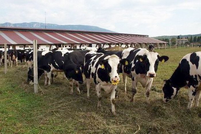 Farma krava Bio Adria u Čepiću