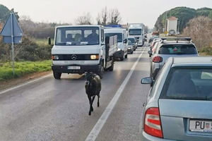 Crna koza prošetala cestom od Pule do Vodnjana