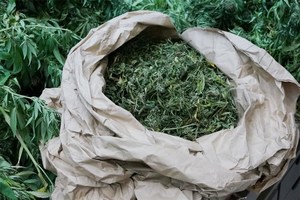 Porečan zatečen s vrećicom sa 111 grama marihuane