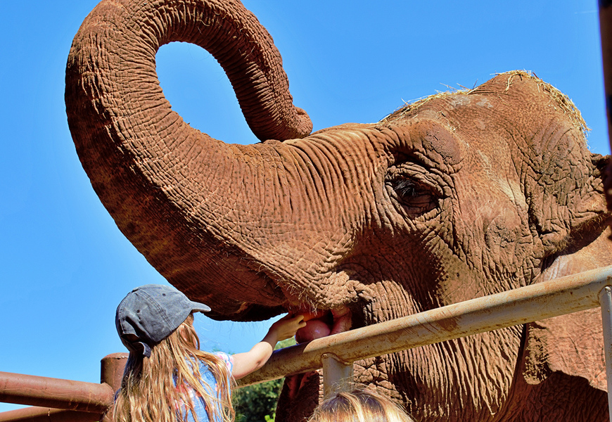 Hranjenje slonice Lanke