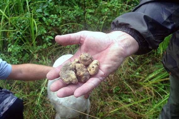 Buzet obilježava 90. godišnjicu pronalaska tartufa na Fontani