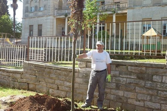 Nastavljena sadnja stablašica na nekoliko lokacija u gradu