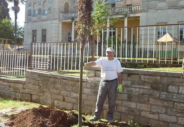 Zahvaljujući posađenim stablašicama grad je dobio novu vizuru