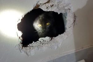 Mačka upala između dva zida. Vatrogasci napravili rupu