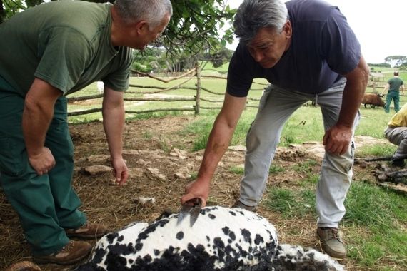 Brijuni: Ovce i ovnovi na proljetnom šišanju