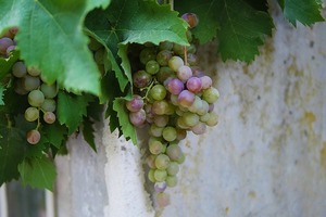 'Ove godine grožđe je možda i najbolje od kada se bavim vinarstvom'