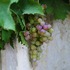 'Ove godine grožđe je možda i najbolje od kada se bavim vinarstvom'