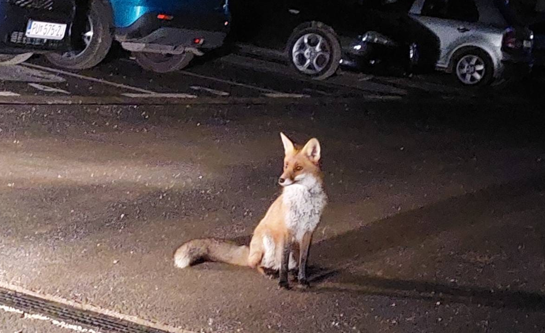 Lisica viđena na parkingu iza restorana Sidney pored zaobilaznice (Snimio čitatelj)