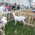 Konzumacija kozletine pomaže u očuvanju istarske koze