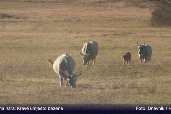 Život na Ćićariji: Krave, magarci i polja umjesto vila i bazena!