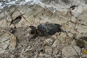 Netko je opet ubio kornjaču u Medulinu
